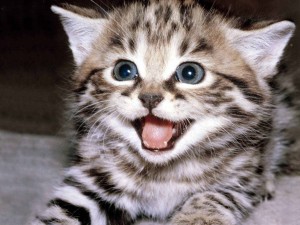 happy-kitten-kittens-5890512-1600-1200[1]