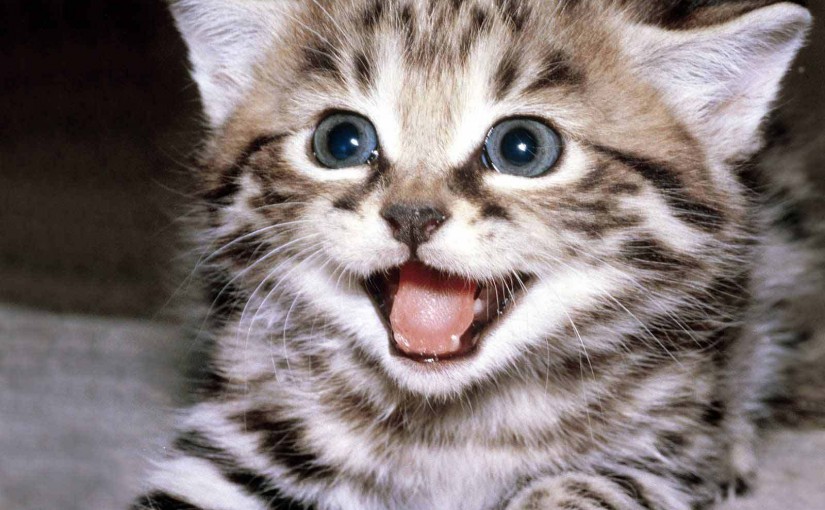 Kitten