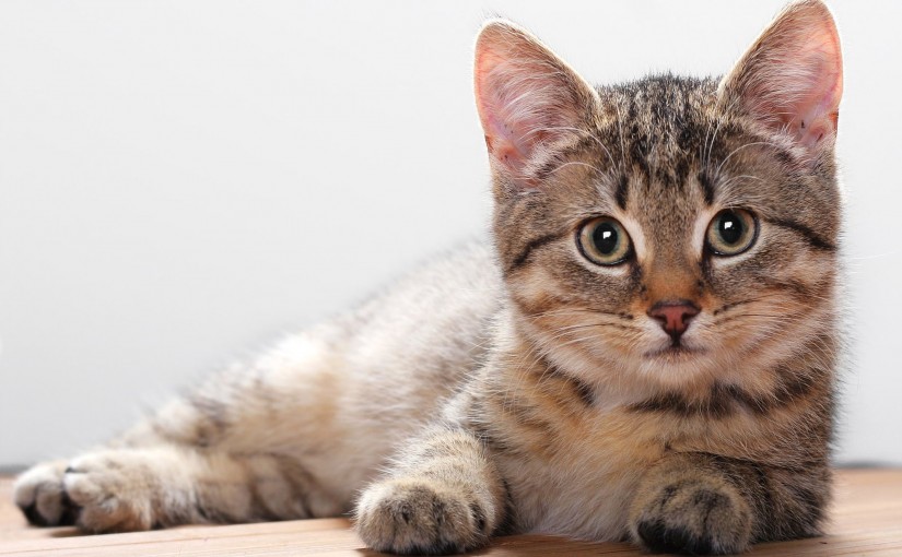 Cat #3