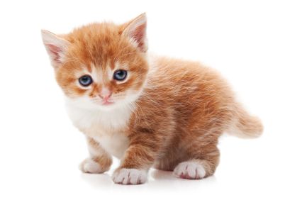 Kitten #16